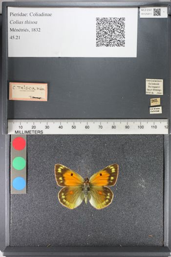 Media type: image;   Entomology 125411